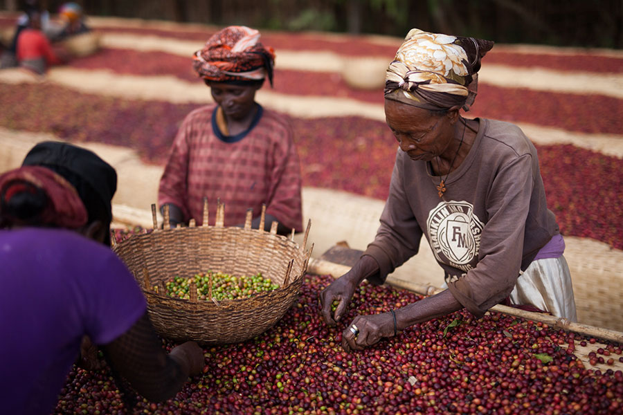 Ethiopia cherry sorting
